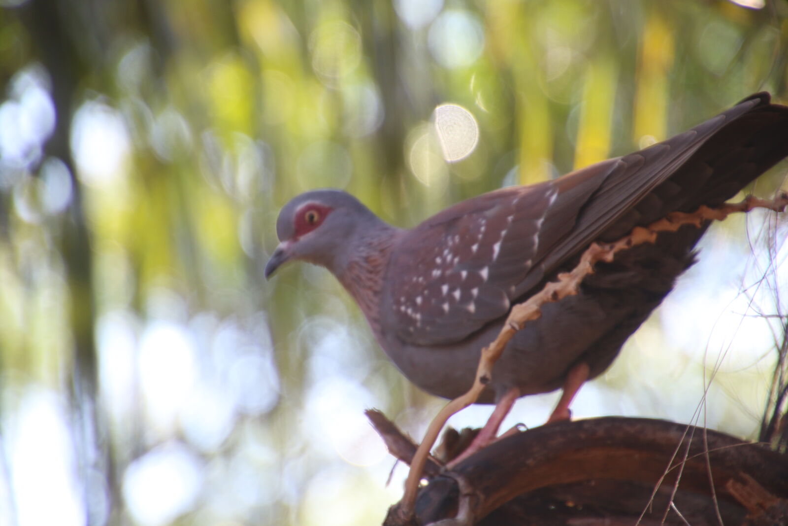 Canon EOS 7D Mark II sample photo. Animal, bird, dove, eye photography