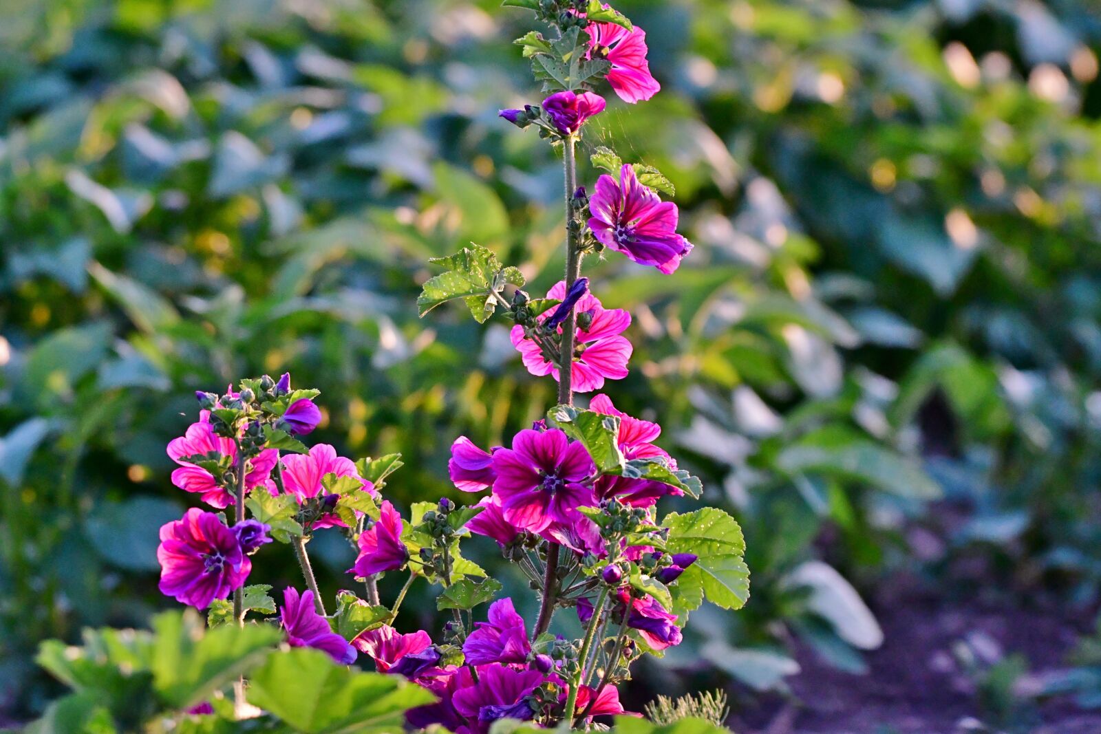 Nikon D500 sample photo. Wild flowers, a large photography