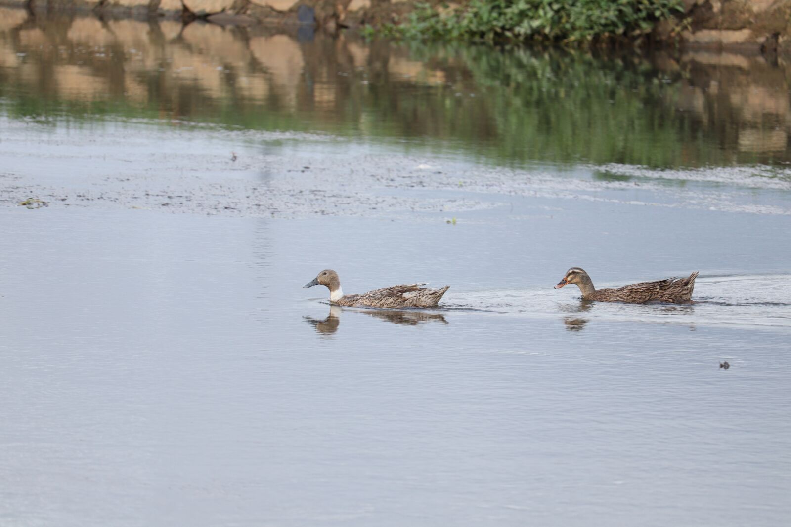 Canon EOS 250D (EOS Rebel SL3 / EOS Kiss X10 / EOS 200D II) sample photo. Water, duck, nature photography