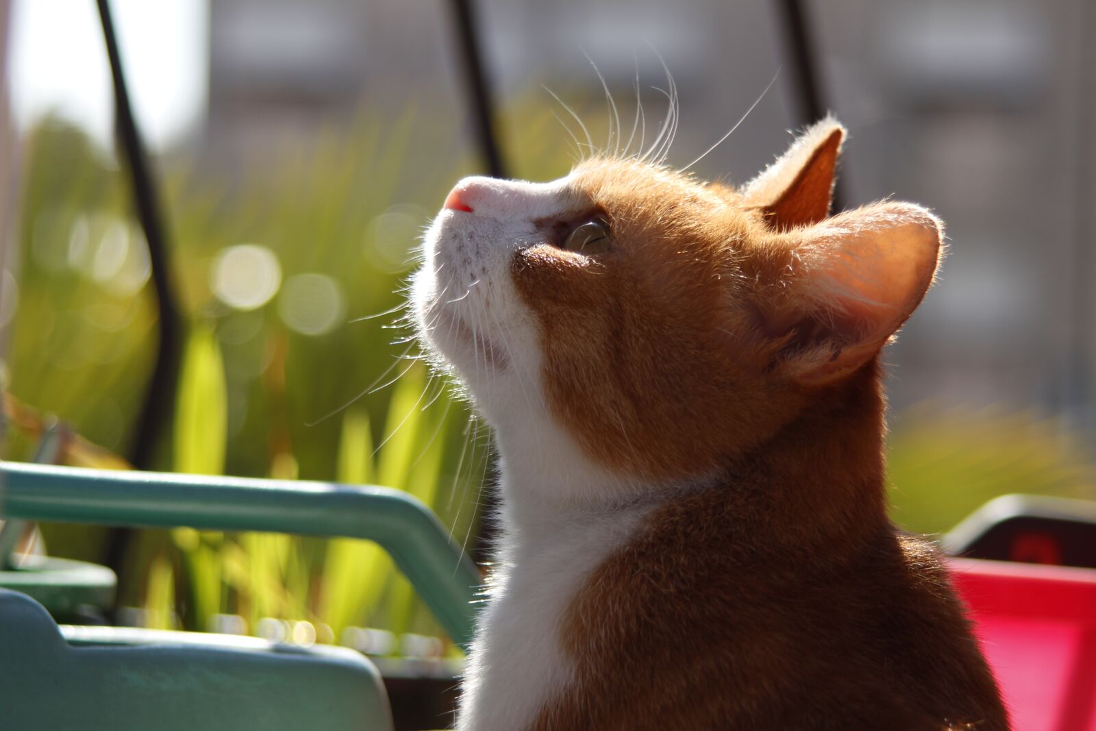 EF35-135mm f/4-5.6 USM sample photo. Summer, cat, sunny photography