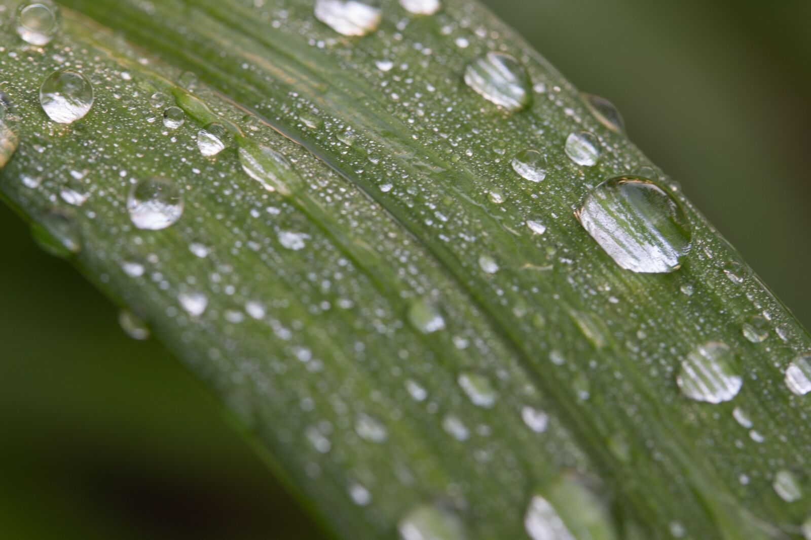 Canon EF-S 60mm F2.8 Macro USM sample photo. Foliage, raindrop, garden photography