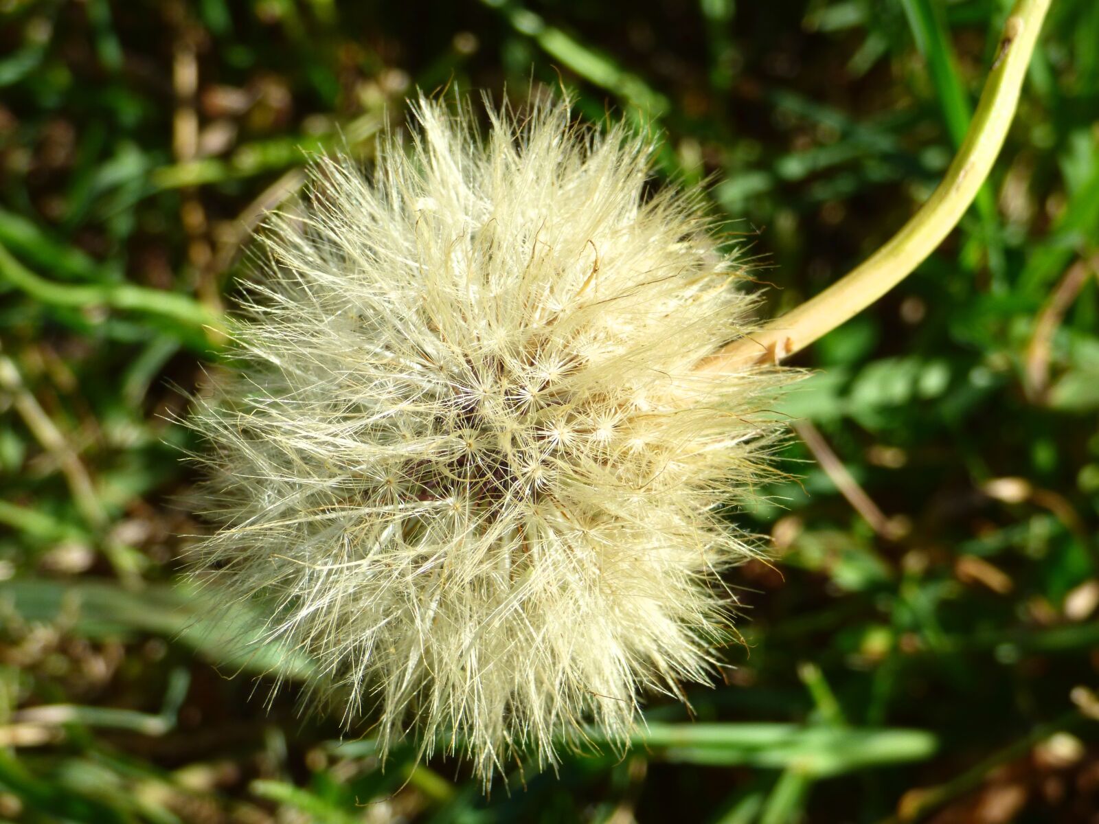 Panasonic Lumix DMC-FZ70 sample photo. Dandelion, plant, flower photography