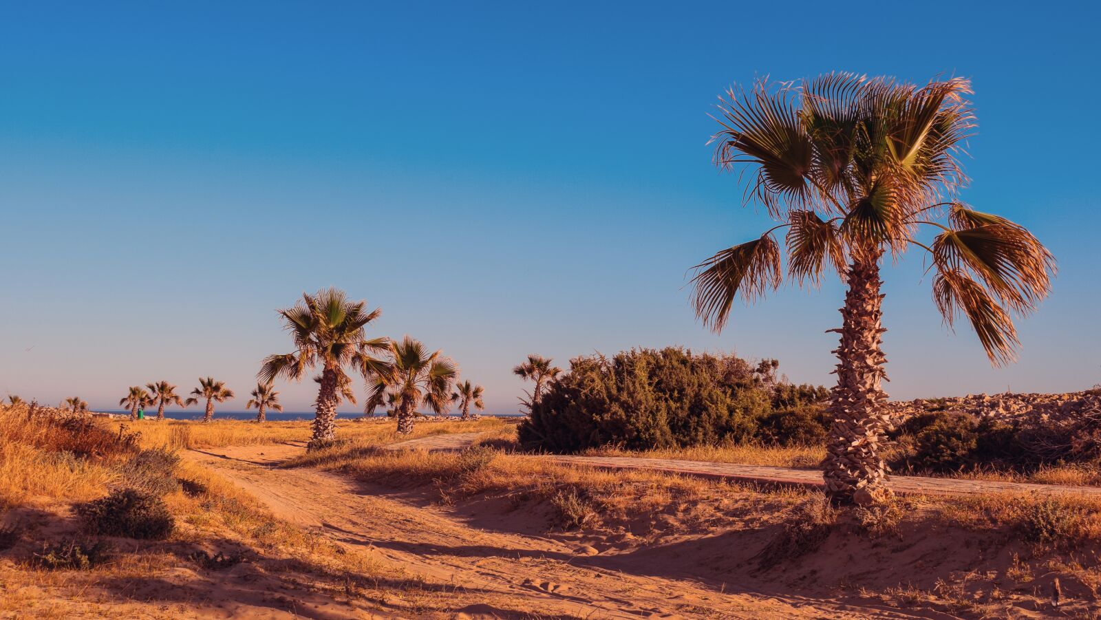 Nikon D3300 sample photo. Dirt road, palm trees photography