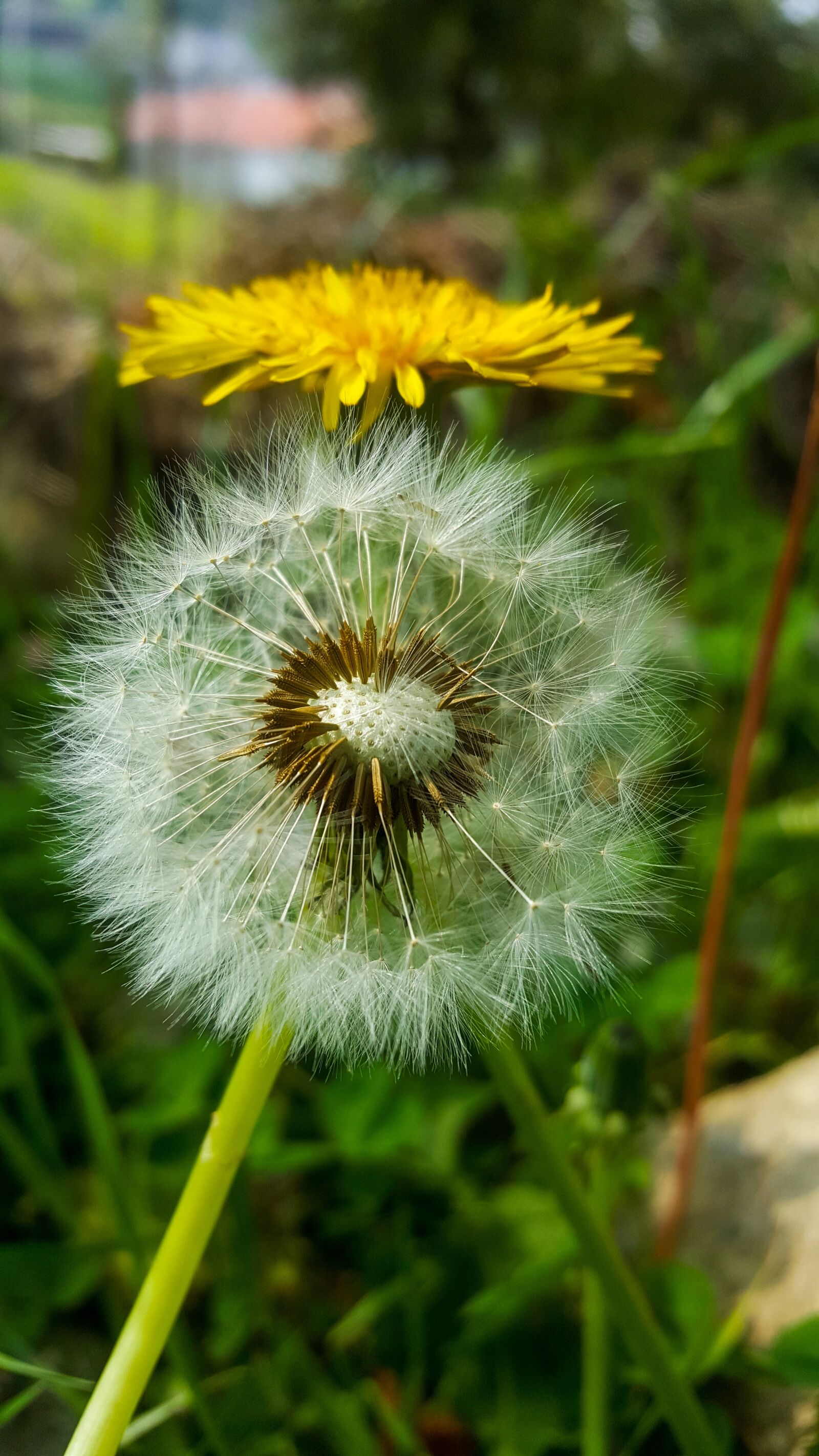 Samsung Galaxy S6 sample photo. Nature, plant, taraxacum photography