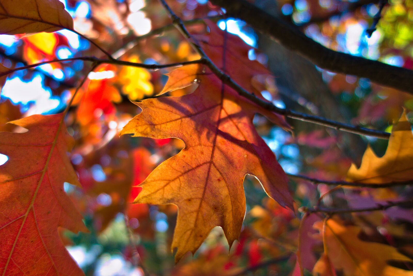 Sony DSC-RX100M5A sample photo. Leaf, fall, brown photography