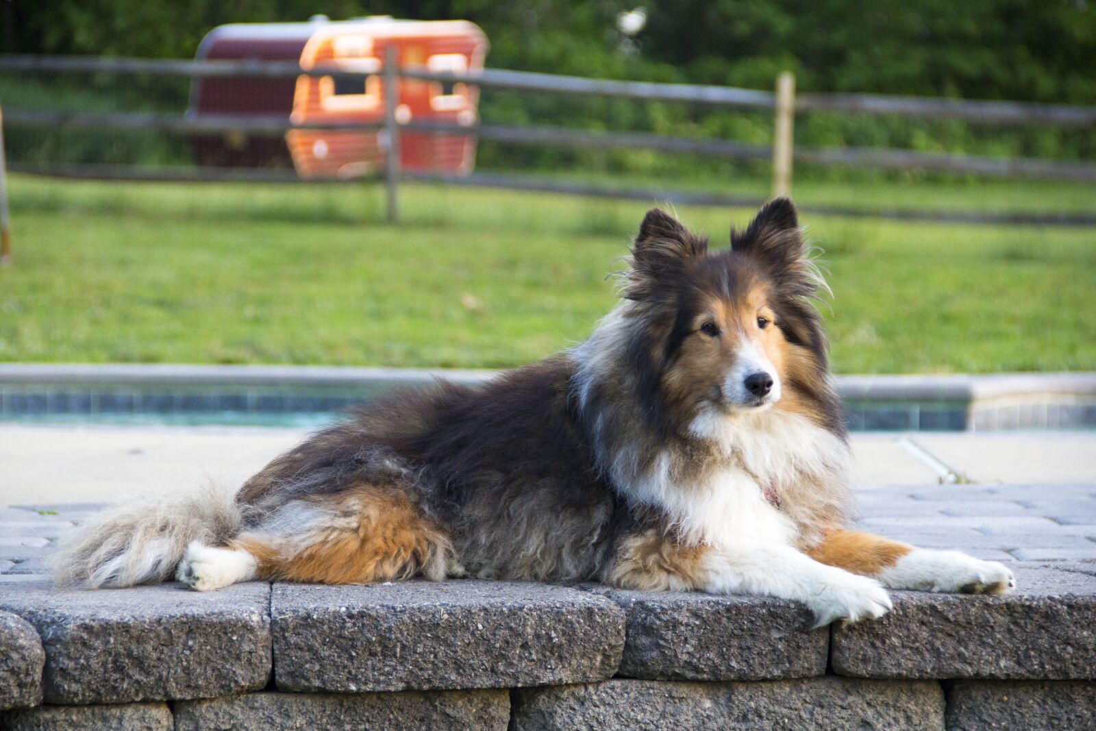 Canon EOS 60D sample photo. Dog, sheltie, shetland sheepdog photography