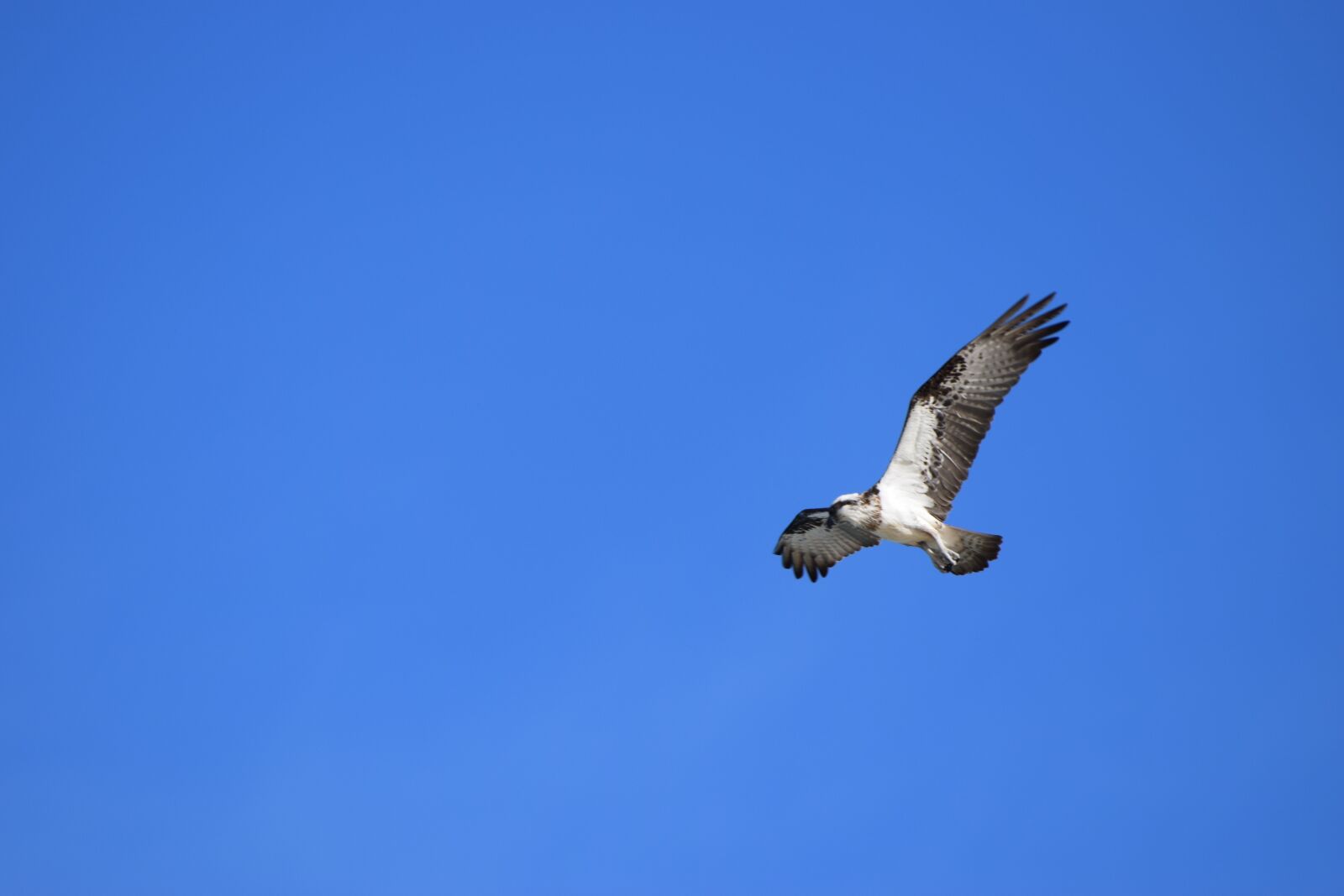 Nikon D5300 sample photo. Bird, nature, wild photography