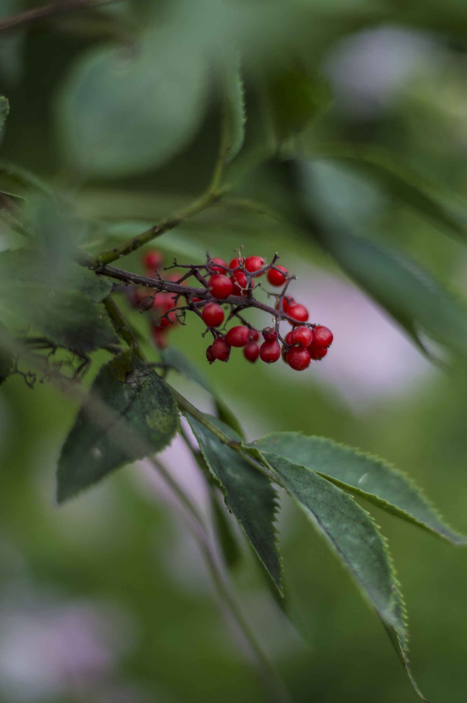 Nikon D3200 sample photo. Berries, flower, tree photography