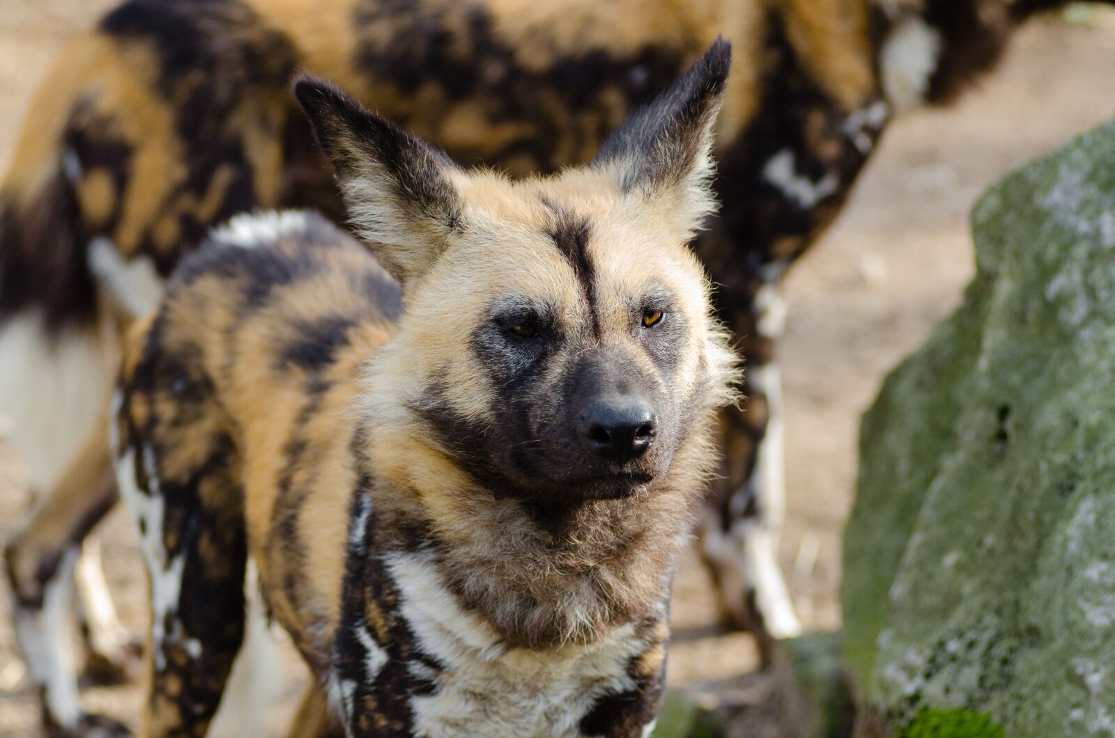 Nikon D7000 sample photo. African wild dog, animal photography