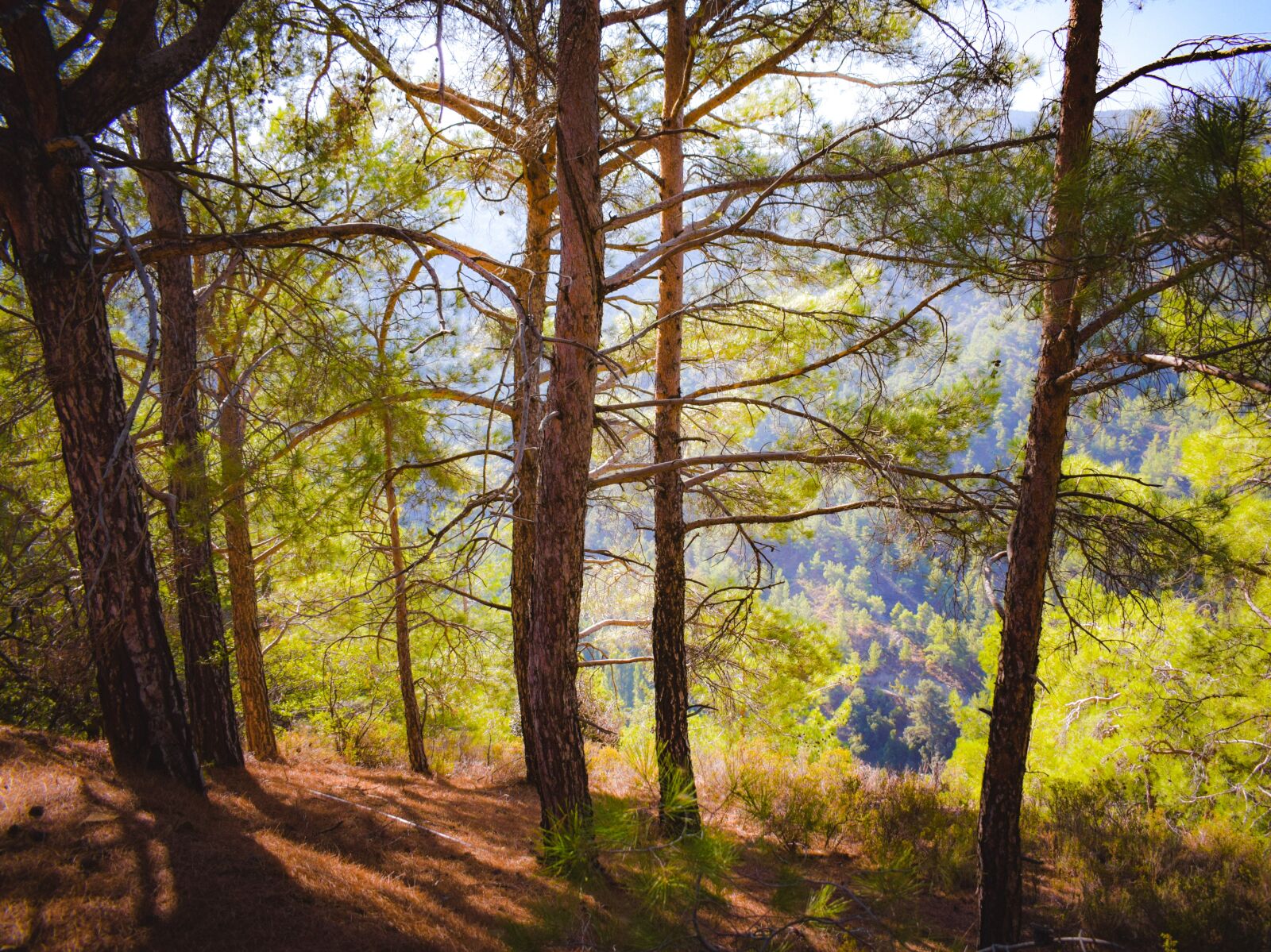 Nikon D3300 sample photo. Forest, trees, branch photography