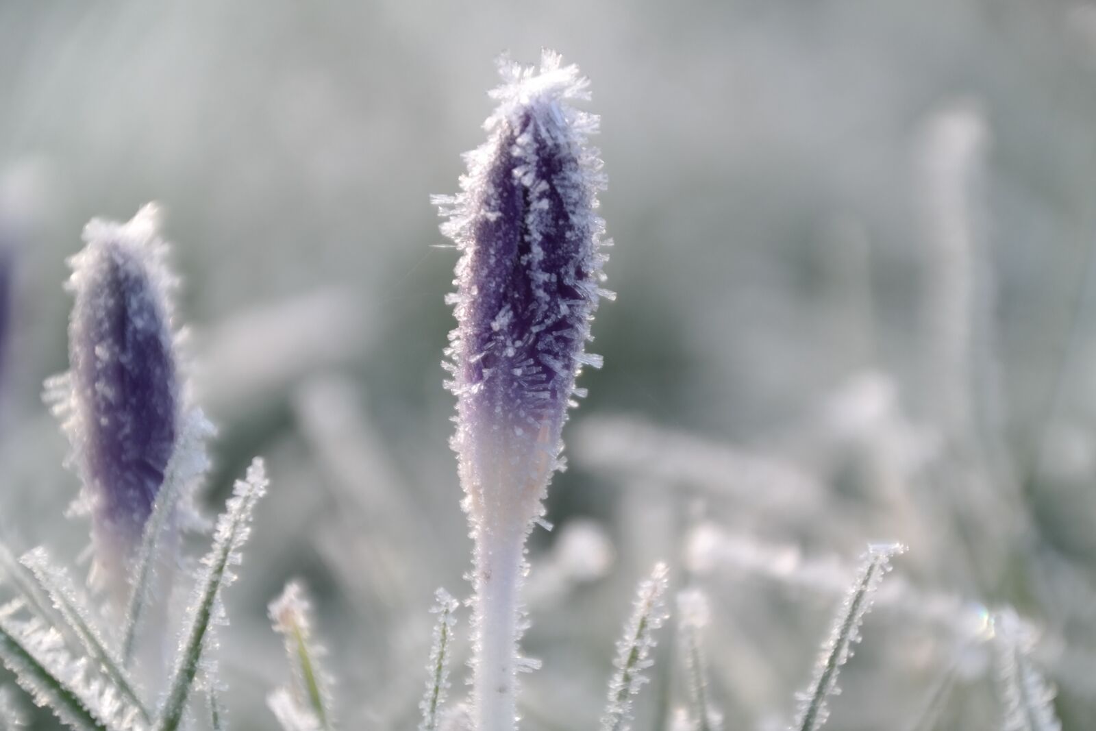 Samsung NX300 sample photo. Winter, hoarfrost, crocus photography