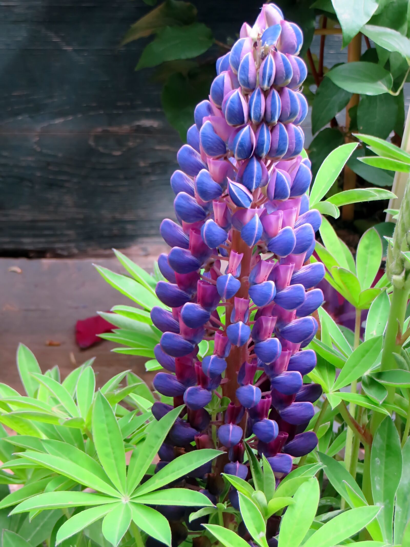 Canon PowerShot SX270 HS sample photo. Lupine, lupinus, fabaceae photography