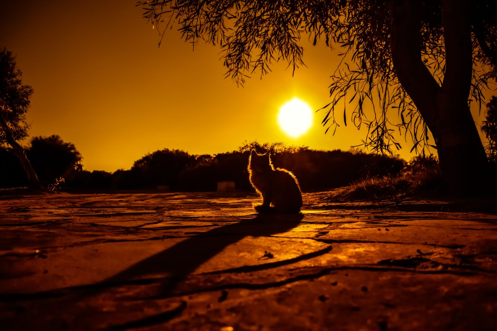 Nikon D3300 sample photo. Sunset, cat, shadows photography