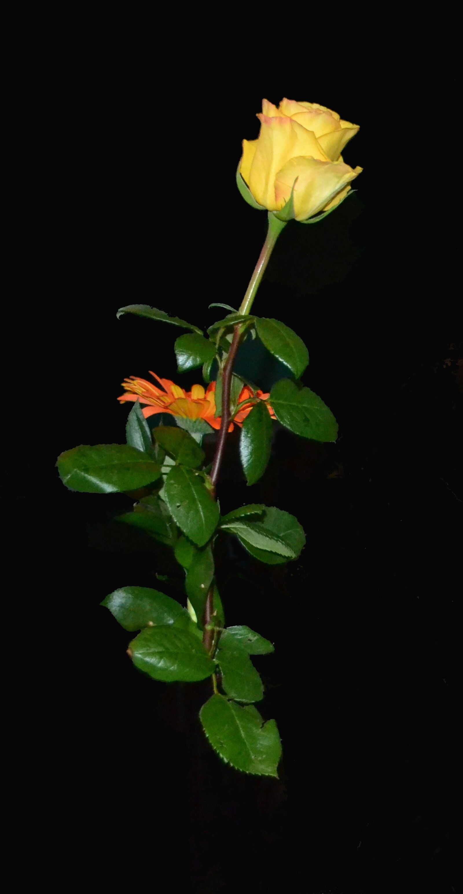 Nikon D3100 sample photo. Rose, background, yellow rose photography