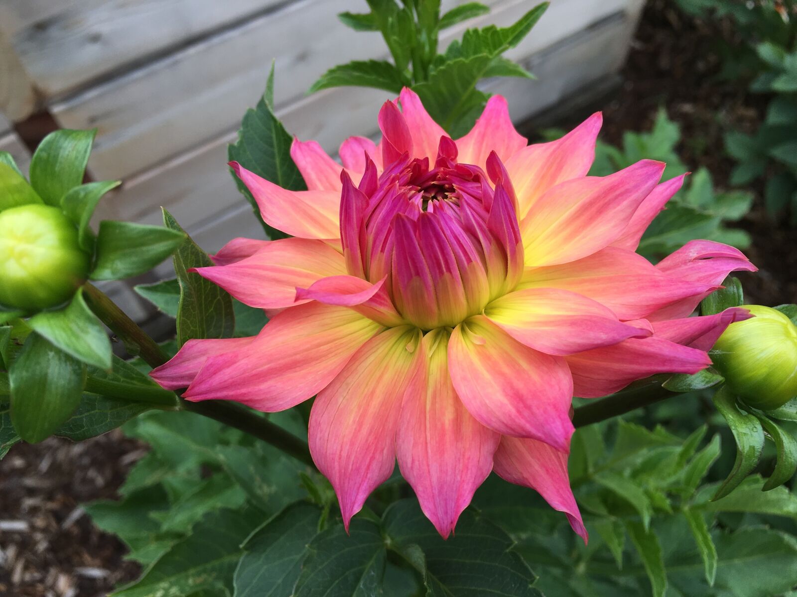 Apple iPhone 6s Plus sample photo. Dahlia, just peachy, pink photography