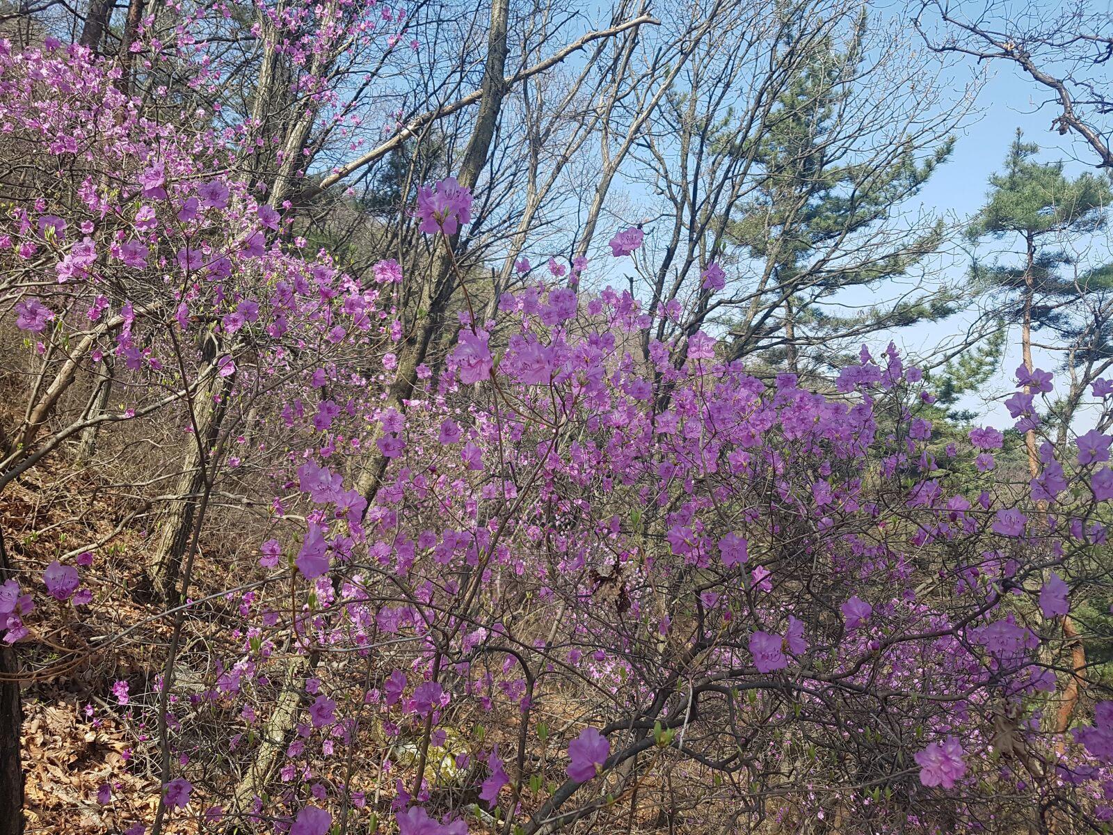 Samsung Galaxy S7 sample photo. Rhododendron, nature, flowers photography