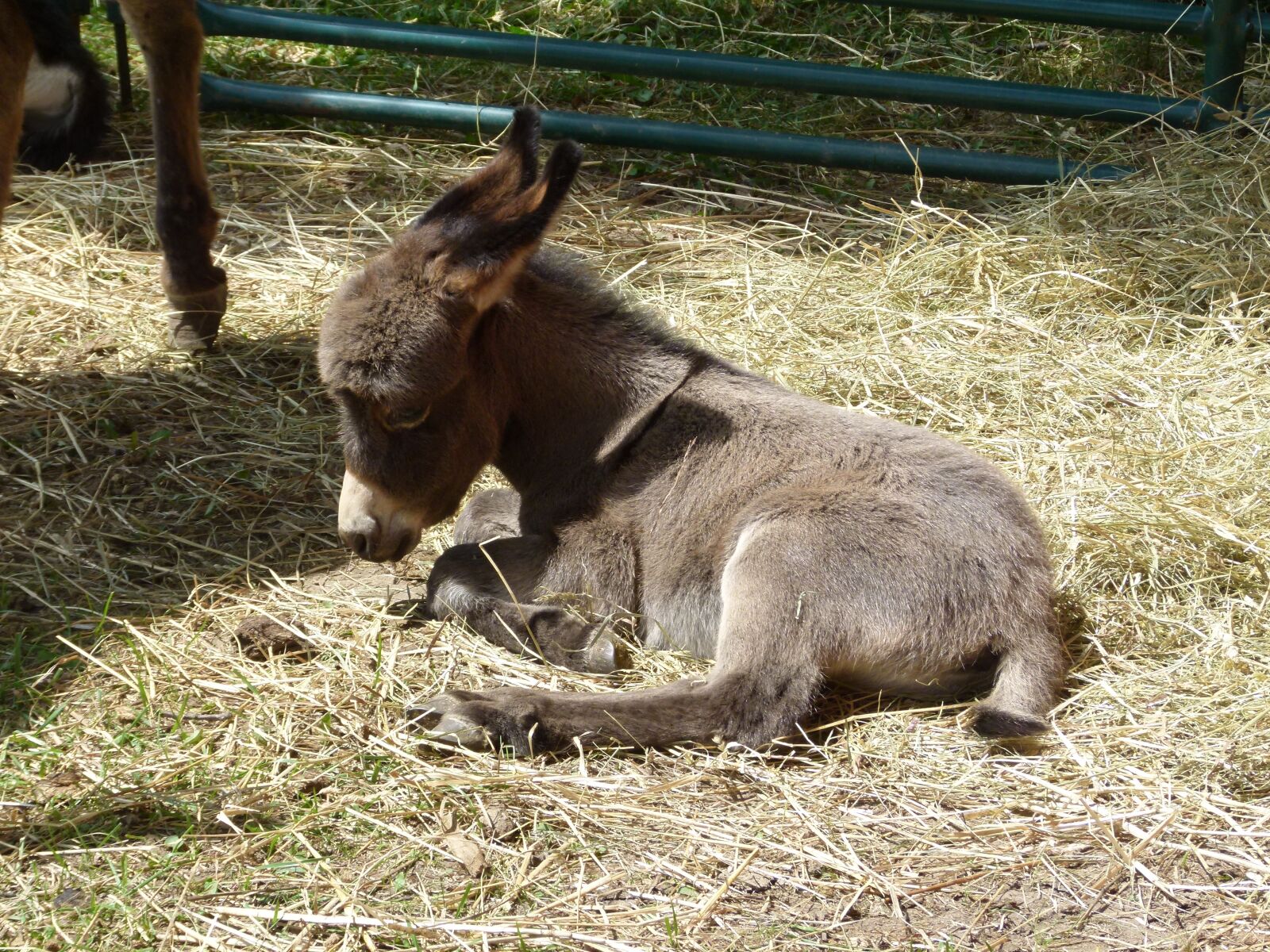 Panasonic Lumix DMC-FZ100 sample photo. Donkey, baby donkey, foal photography