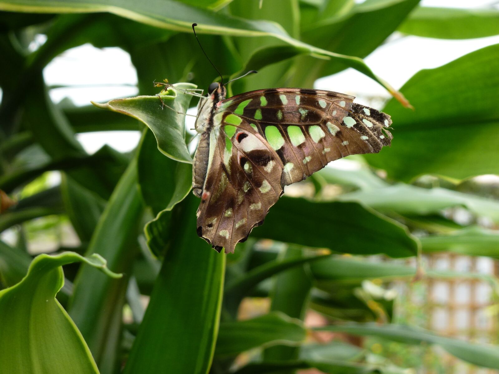Panasonic Lumix DMC-ZS10 (Lumix DMC-TZ20 / Lumix DMC-TZ22) sample photo. Butterfly, longleat, green photography