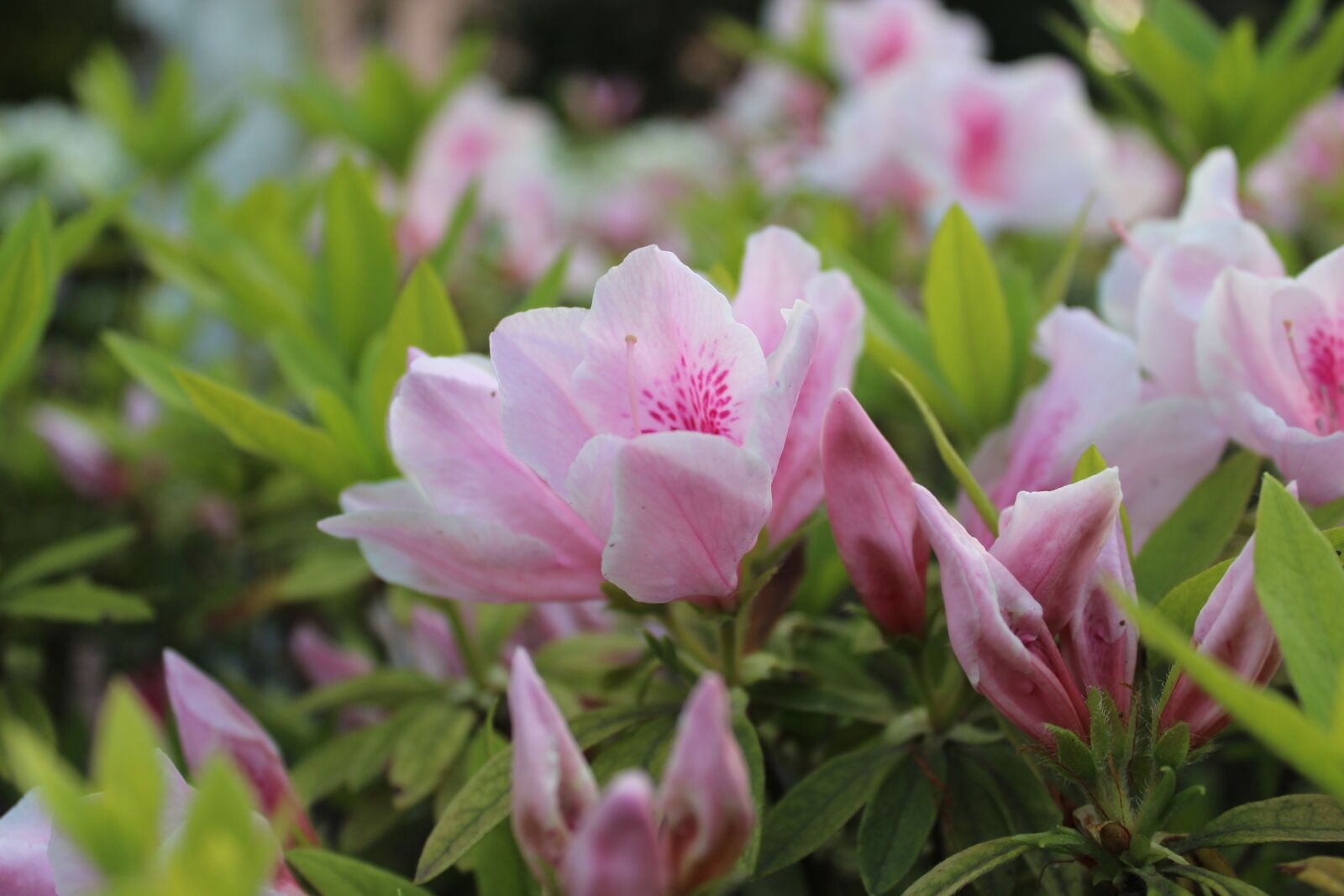 Canon EOS 1300D (EOS Rebel T6 / EOS Kiss X80) sample photo. Flowers, pink, beautiful photography