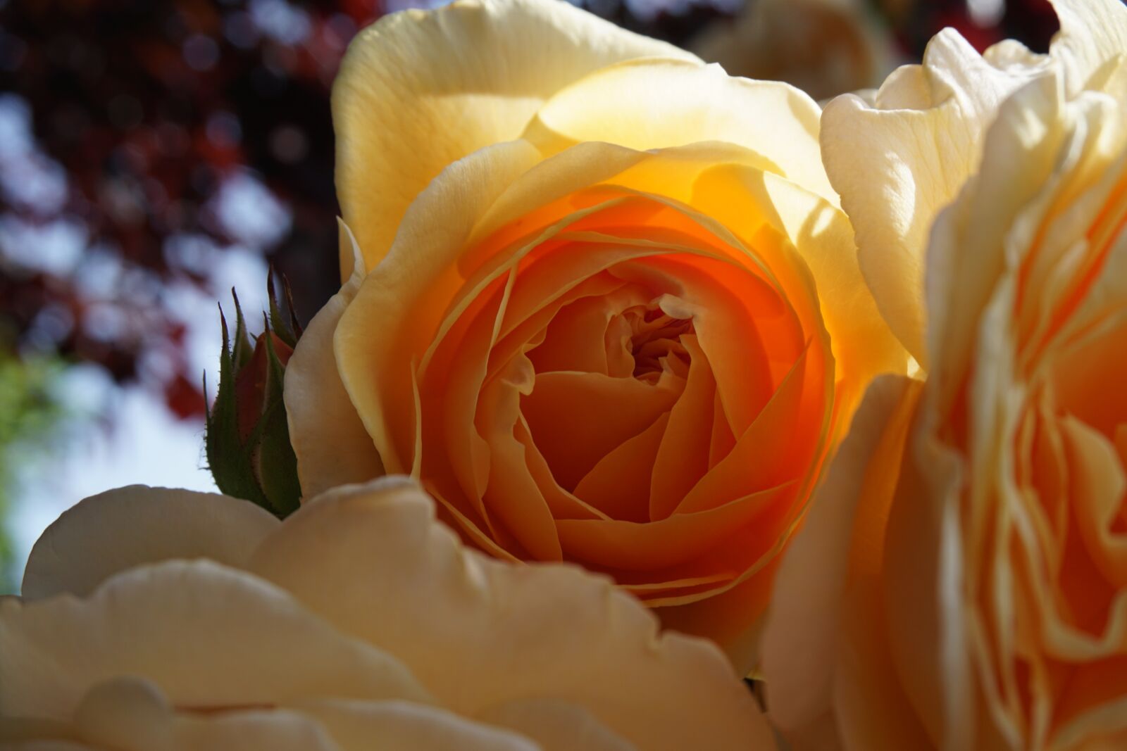 Sony a6000 sample photo. Rose, orange, blossom photography