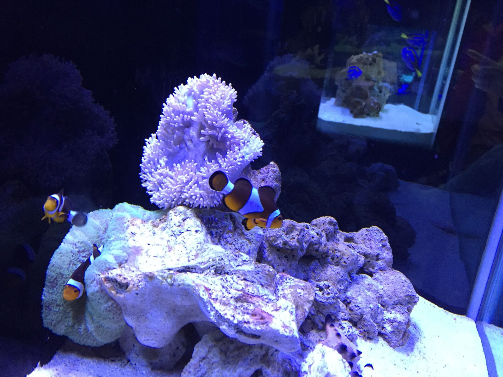 iPhone 6 back camera 4.15mm f/2.2 sample photo. Fish, underwater, aquarium photography