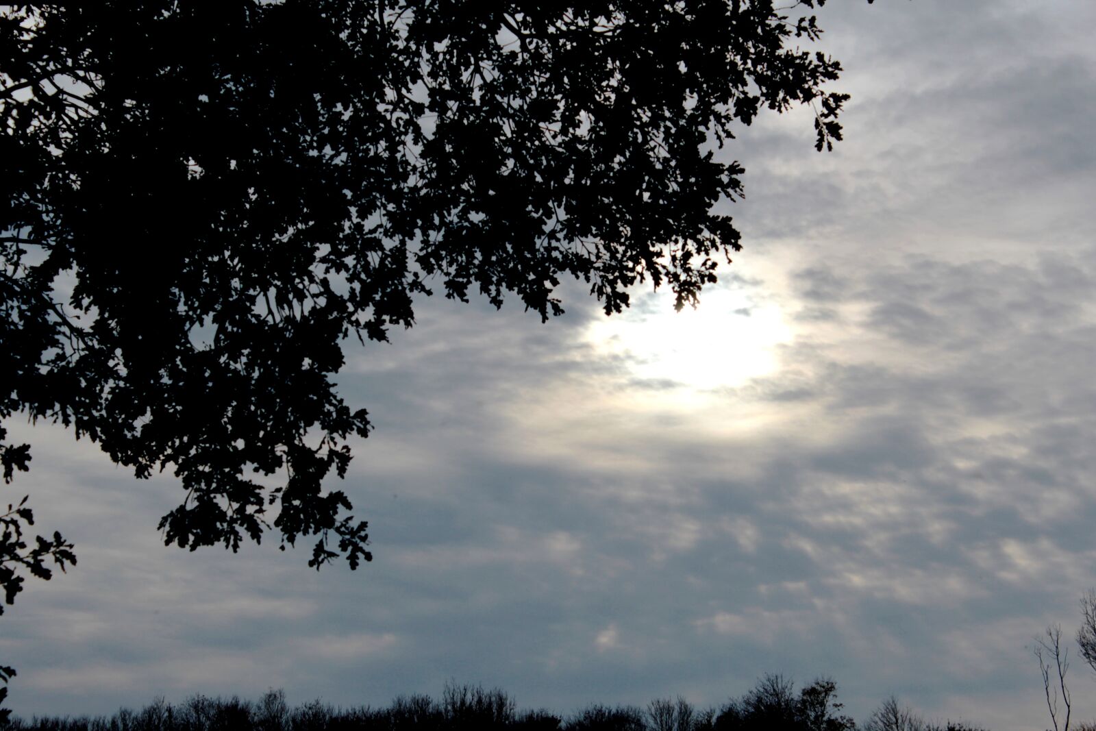 Canon EOS 600D (Rebel EOS T3i / EOS Kiss X5) sample photo. Herfstzonnetje, cloud cover, leaves photography