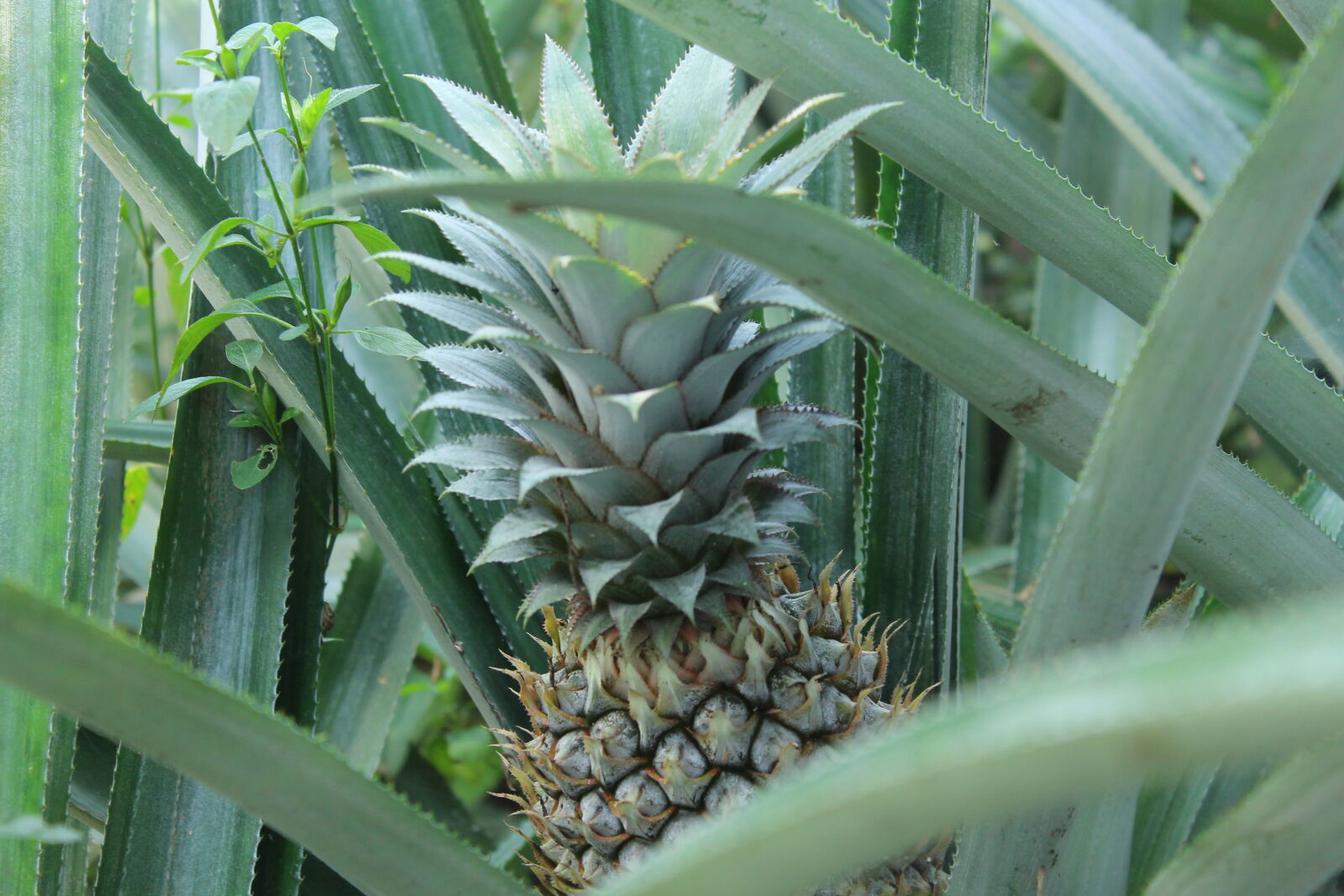 Canon EOS 1100D (EOS Rebel T3 / EOS Kiss X50) sample photo. Pineapple photography