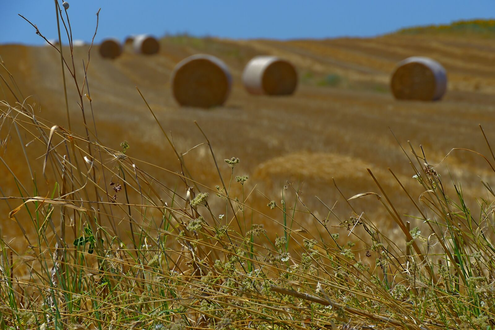 Panasonic Lumix DMC-GH2 sample photo. Harvest, straw bales, summer photography