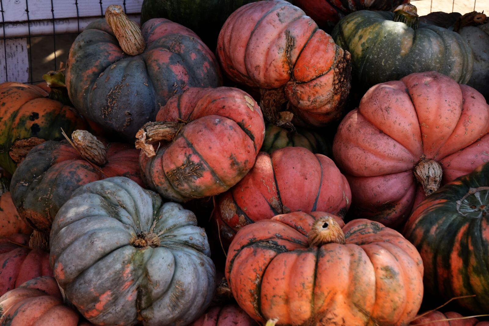 Nikon D750 sample photo. Pumpkins, colorful, thanksgiving photography