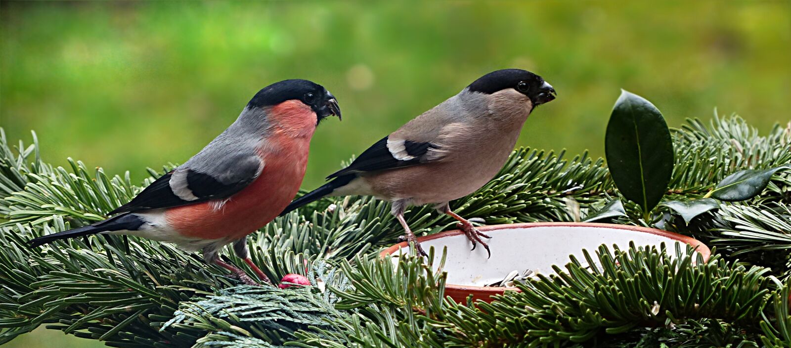 Panasonic Lumix DMC-FZ200 sample photo. Bird, bullfinch, couple photography
