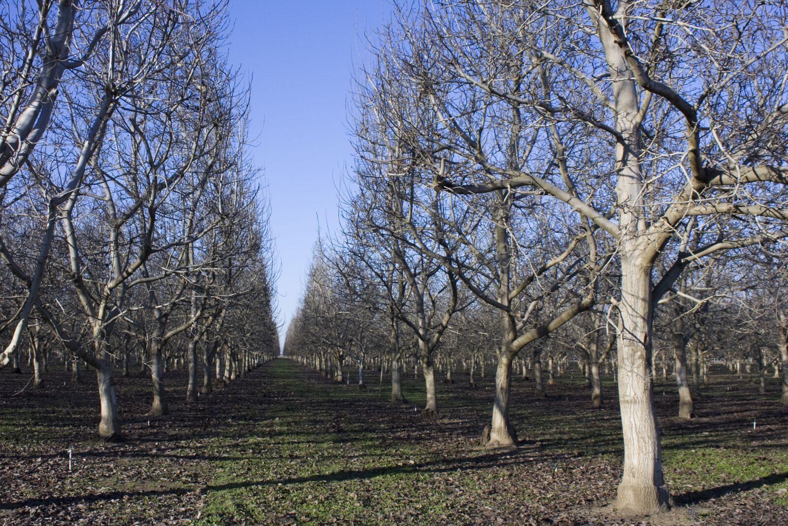 Canon EOS 450D (EOS Rebel XSi / EOS Kiss X2) sample photo. Orchard, agriculture, trees photography