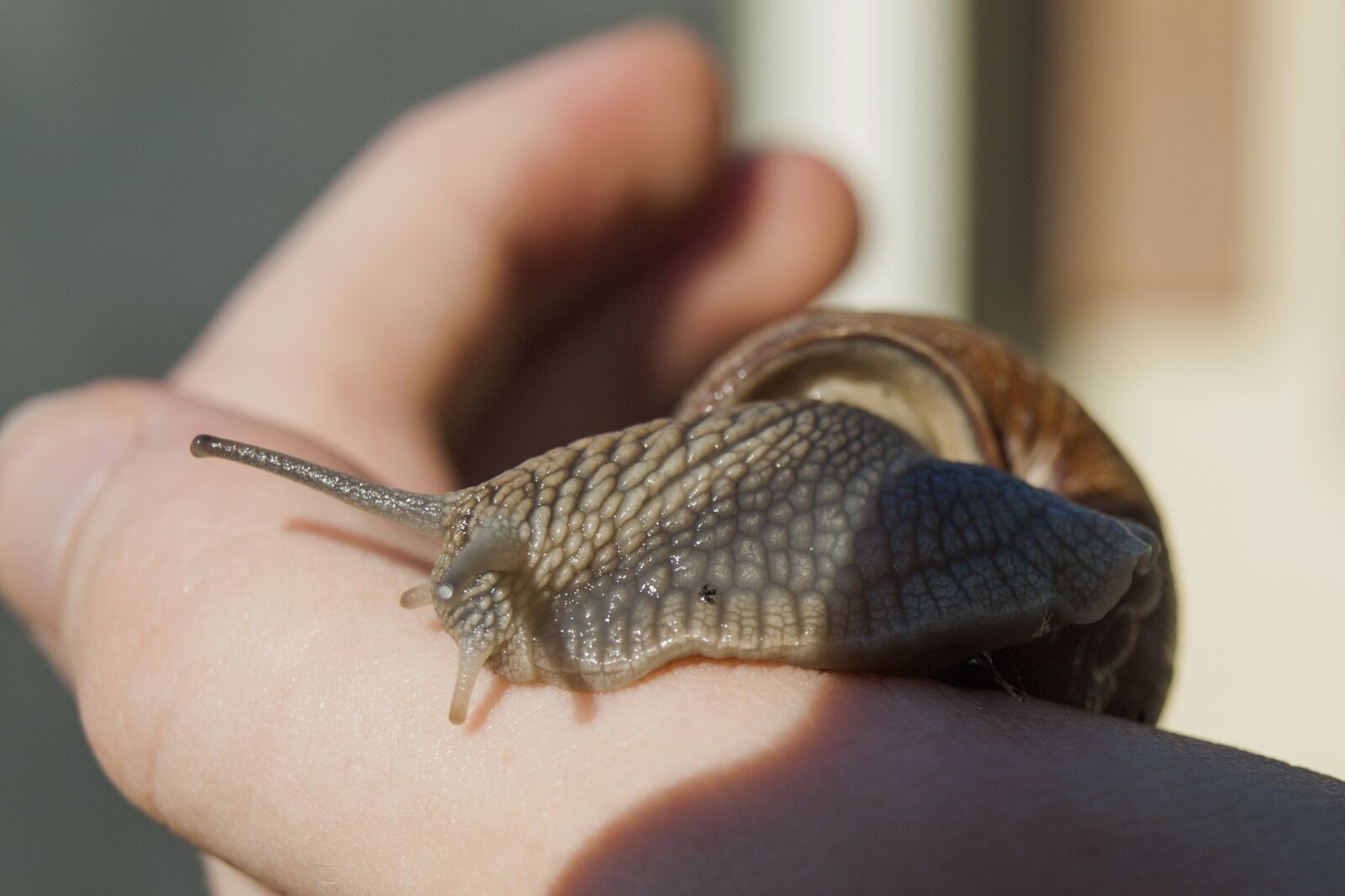 Olympus E-510 (EVOLT E-510) sample photo. Snail, shell, mollusk photography