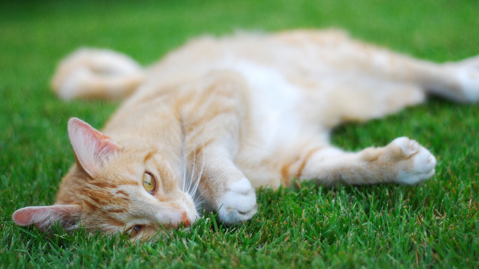 Nikon D80 sample photo. Cat, lying, grass photography