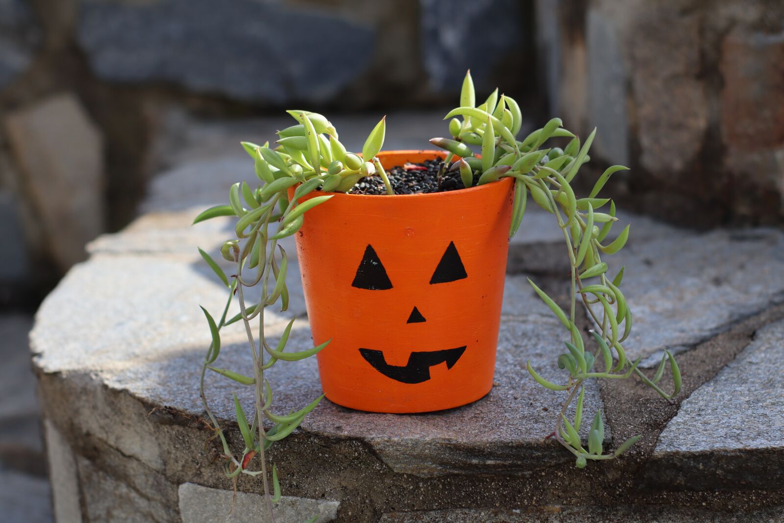 Canon EOS M50 (EOS Kiss M) sample photo. Flowerpot, painted pot, pot photography