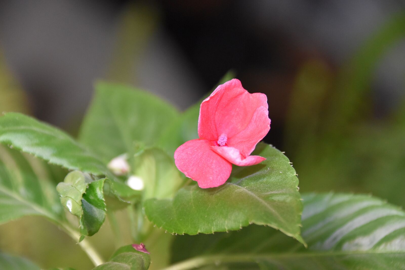 Nikon D5600 sample photo. Flower, plant, impatient flower photography
