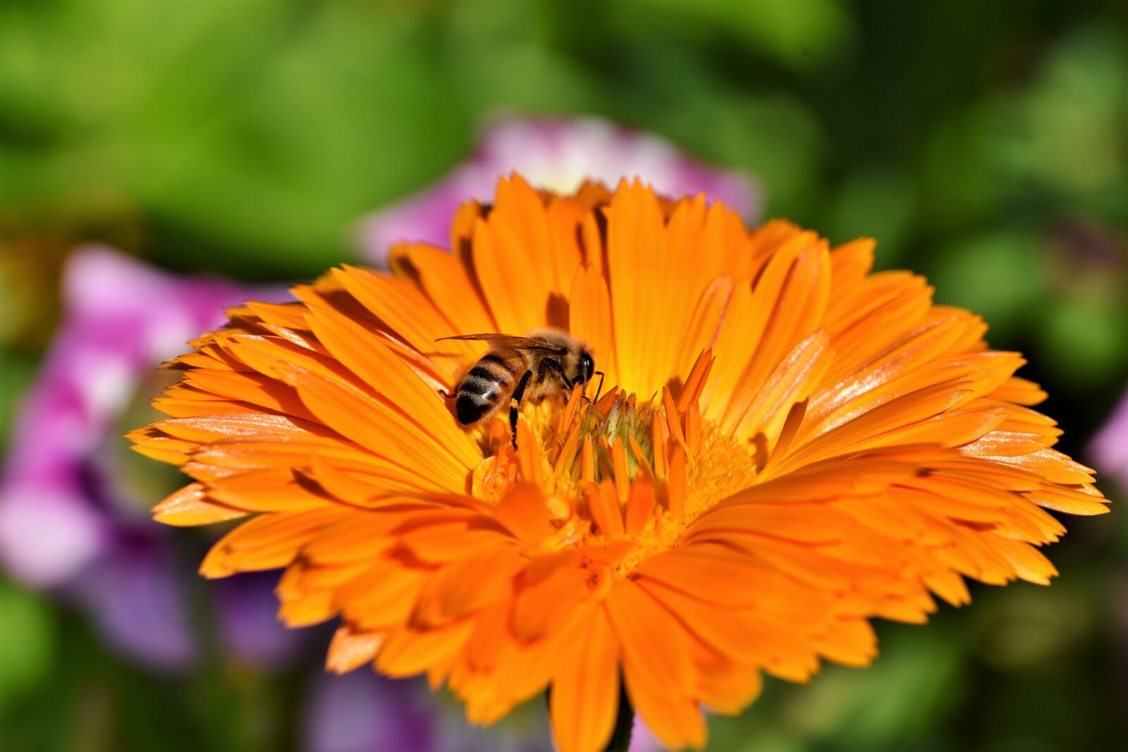 Nikon D7200 sample photo. Bee, insect, honey bee photography