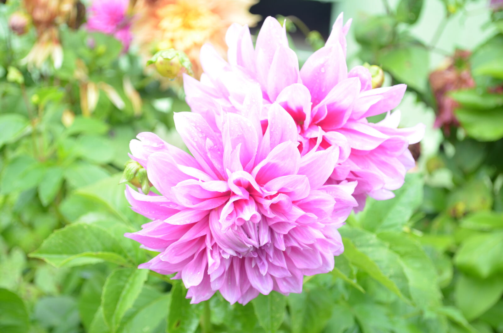 Nikon D5100 sample photo. Flower, garden, ooty, pink photography