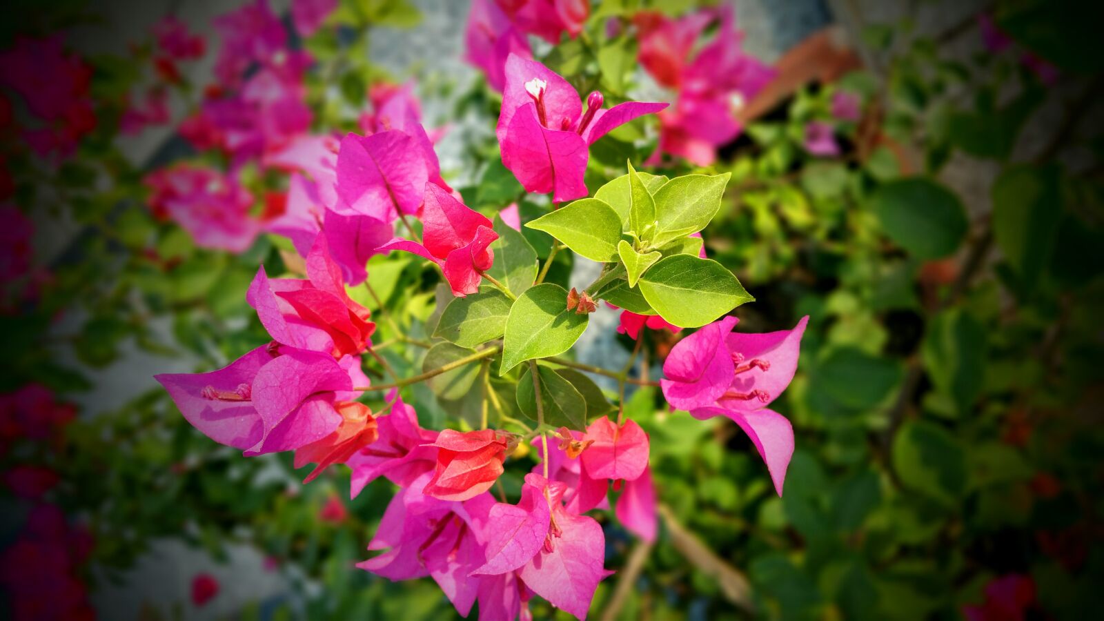 Samsung Galaxy Note4 sample photo. Beautiful, bloom, blooming, blossom photography
