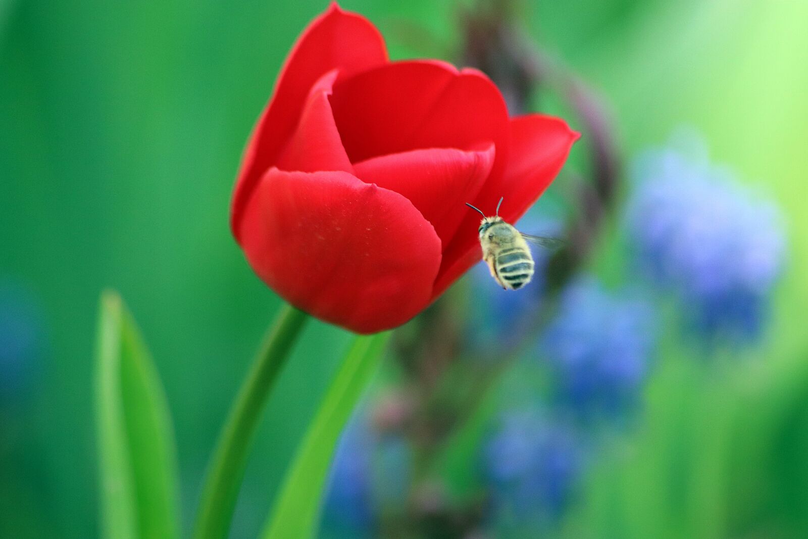 Canon EOS 200D (EOS Rebel SL2 / EOS Kiss X9) sample photo. Amazing, tulip, red photography