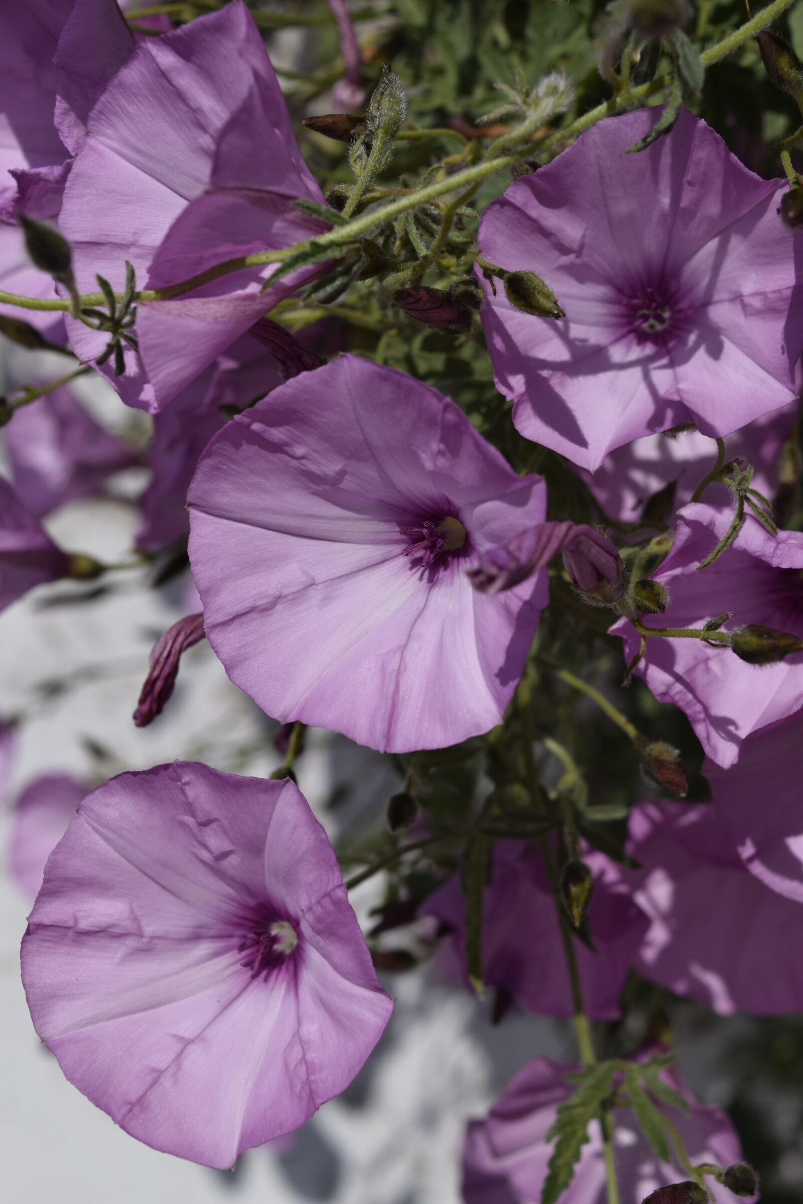 Nikon D3300 sample photo. Flowers, portugal, sun photography