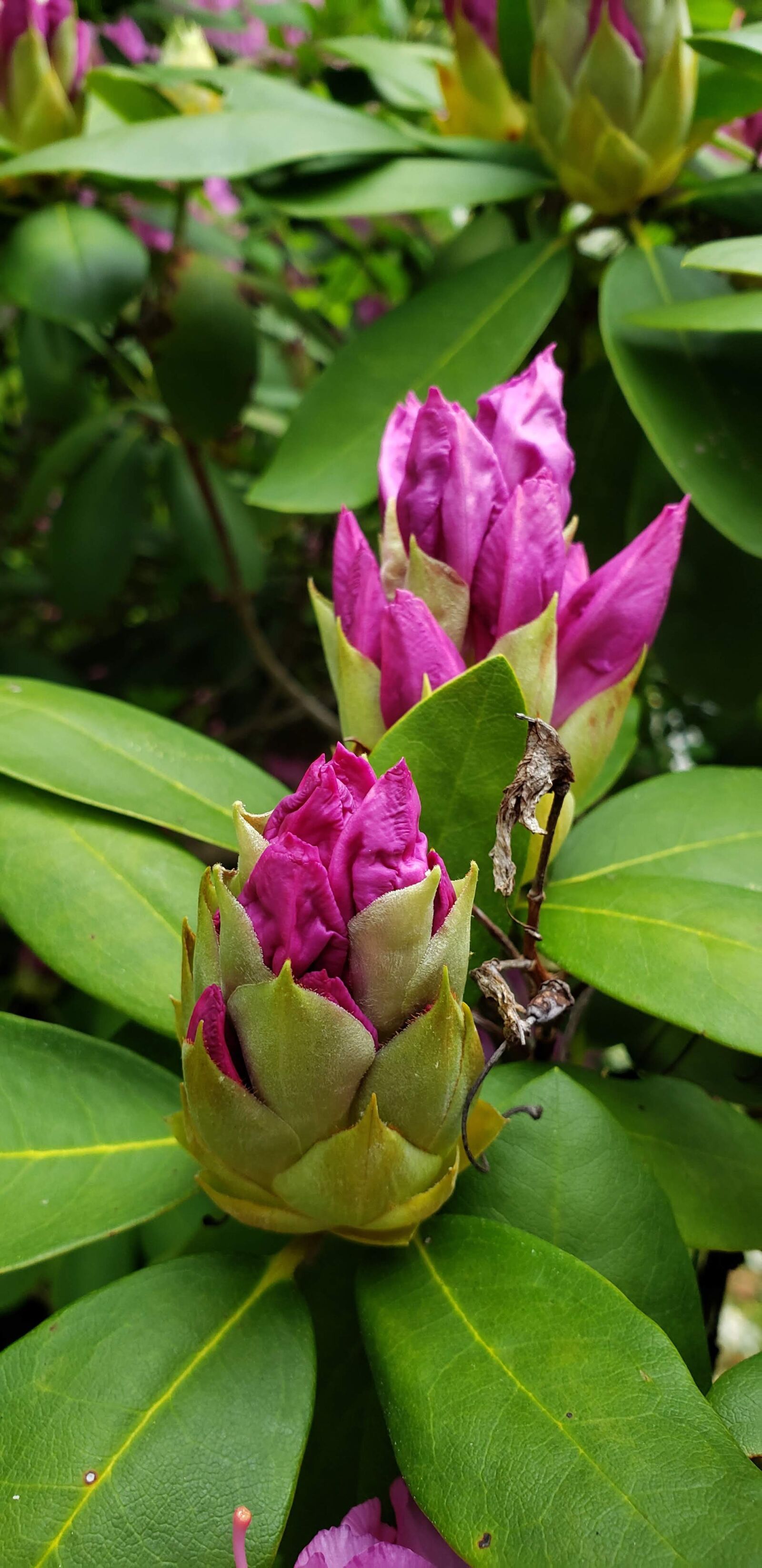 Samsung Galaxy S9 sample photo. Rhododendron buds, magenta flowers photography
