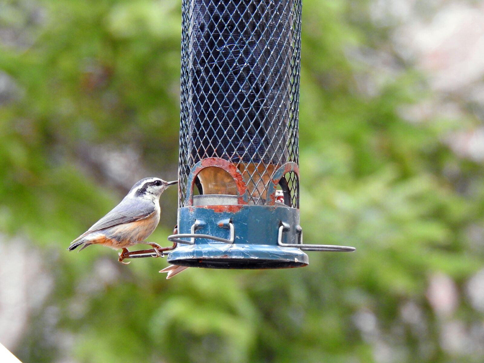Nikon Coolpix P900 sample photo. Breasted nuthatch, bird, nature photography