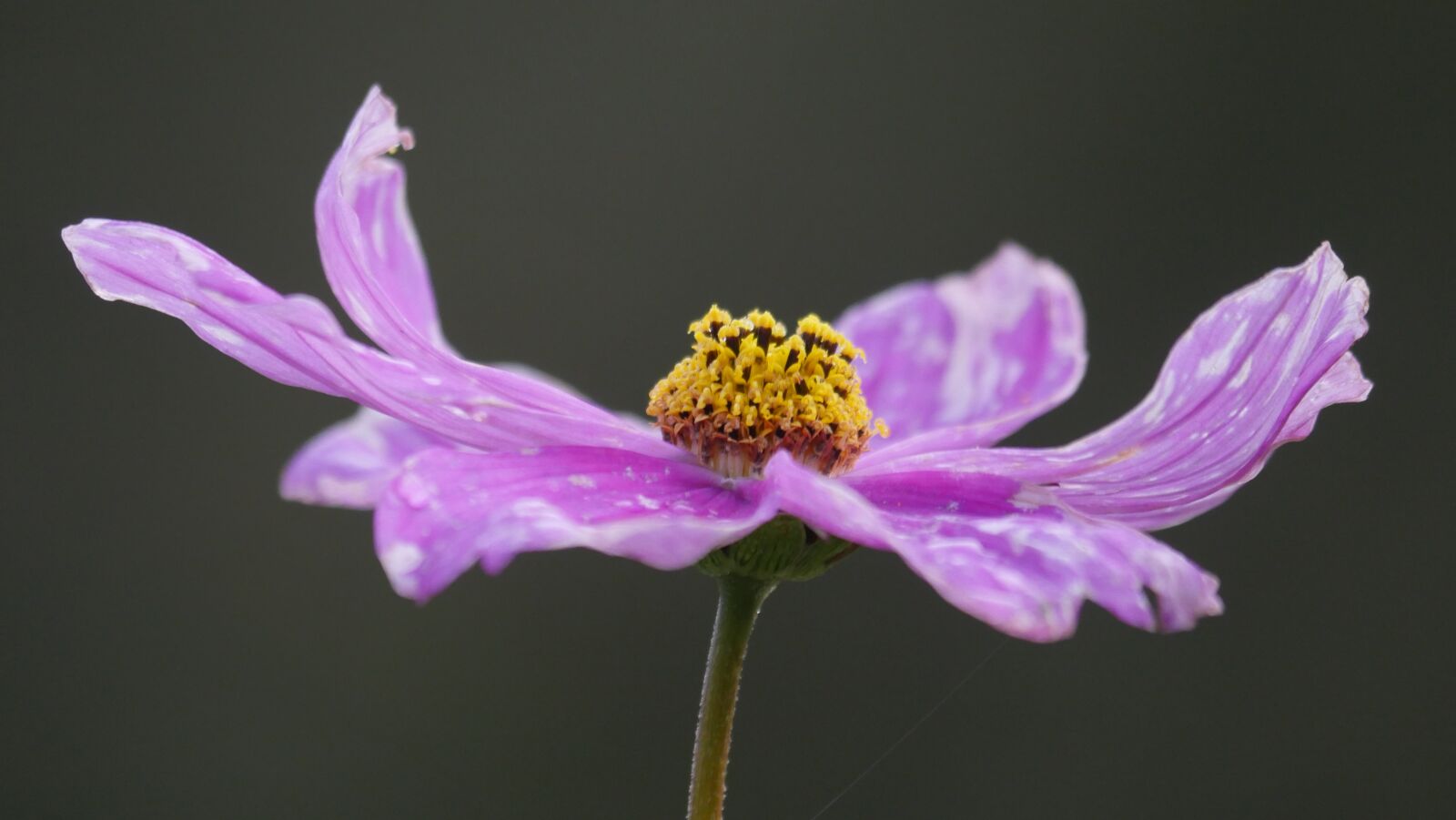 Panasonic Lumix DMC-GX8 sample photo. Cosmos, violet, blossom photography