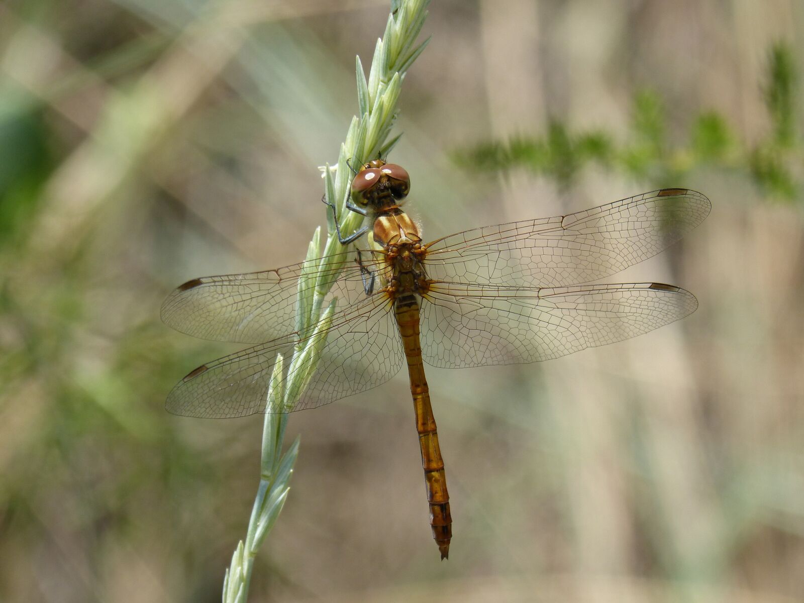 Panasonic DMC-FZ62 sample photo. Dragonfly amarila, stem, winged photography