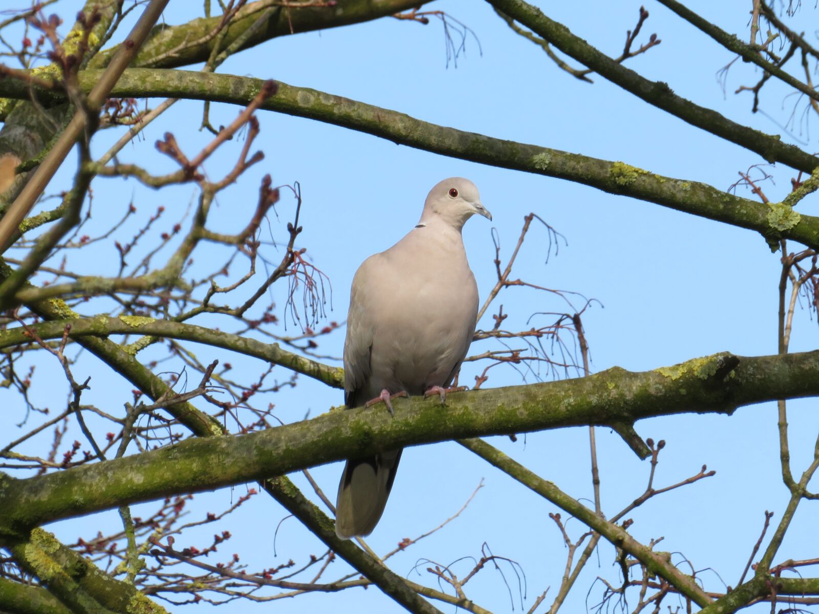 Canon PowerShot SX720 HS sample photo. Birds, nature, pigeon photography