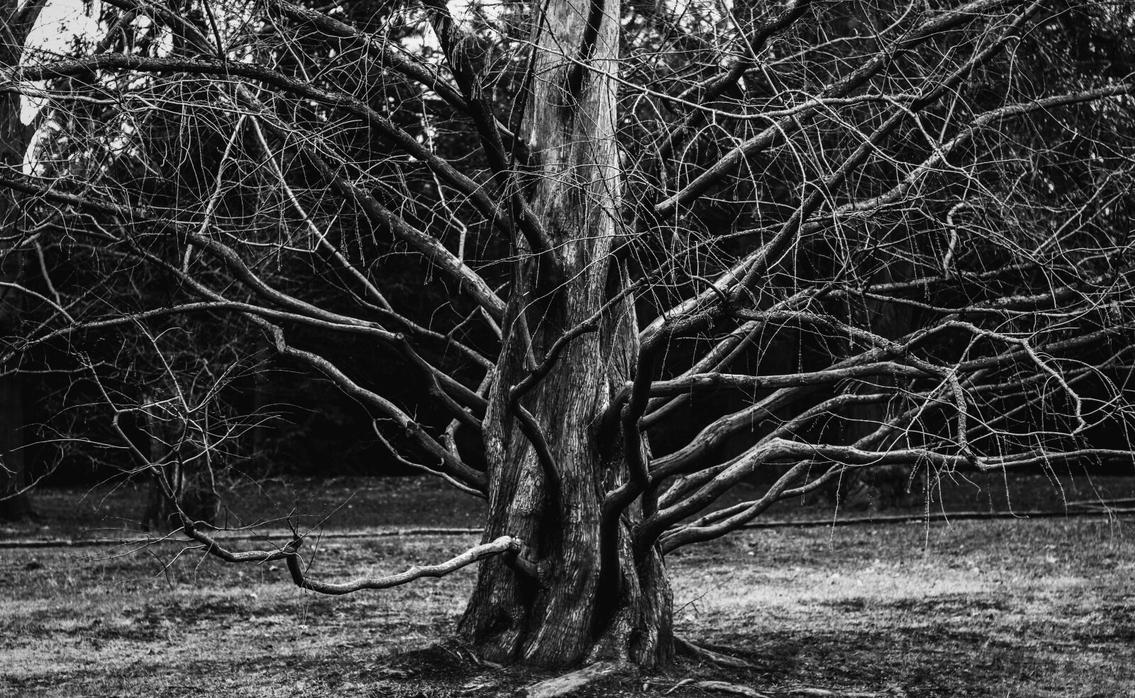 Canon EF 50mm F1.8 STM sample photo. Tree, plant, aesthetic photography