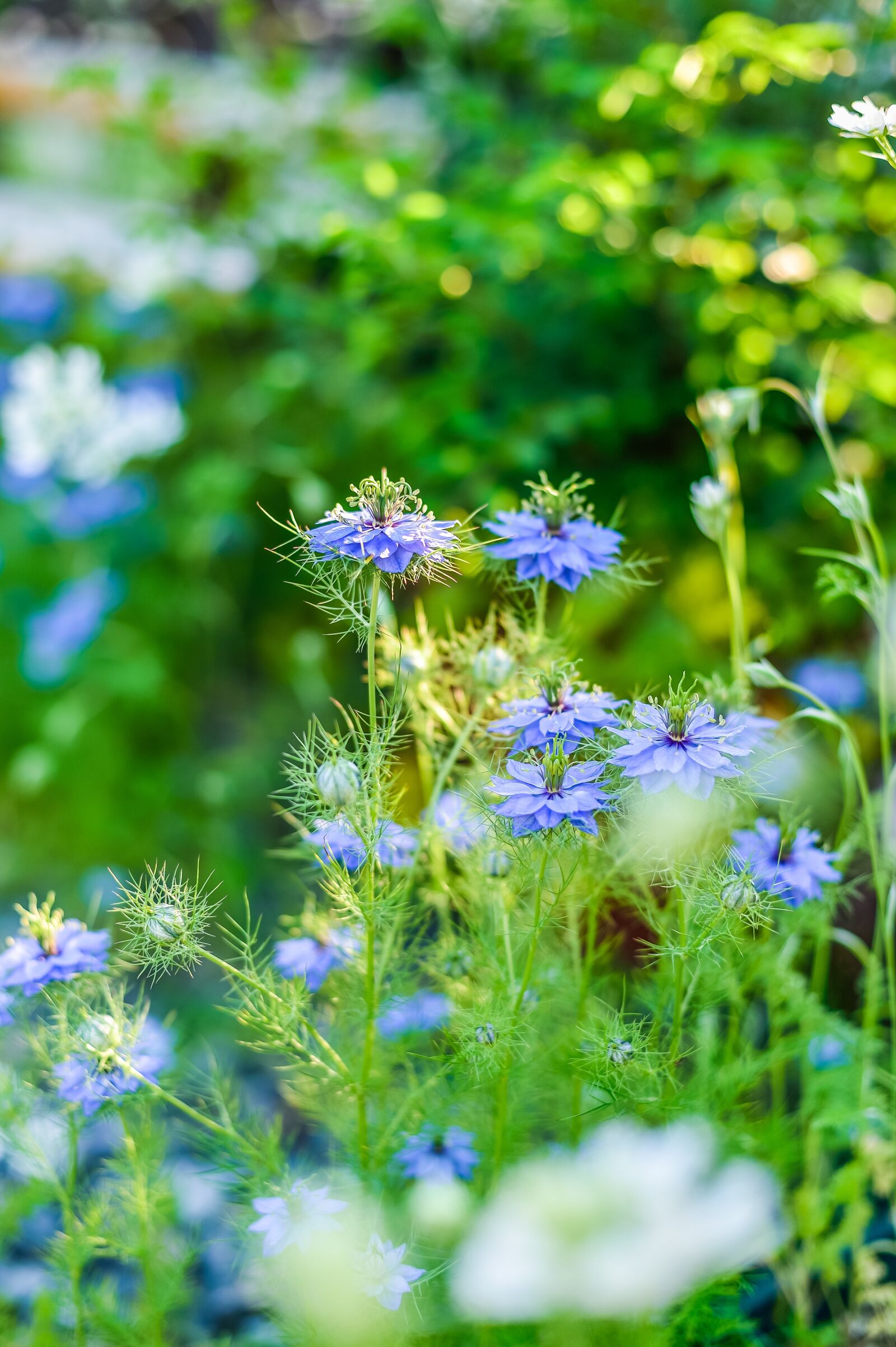 Nikon Df sample photo. In the early summer photography