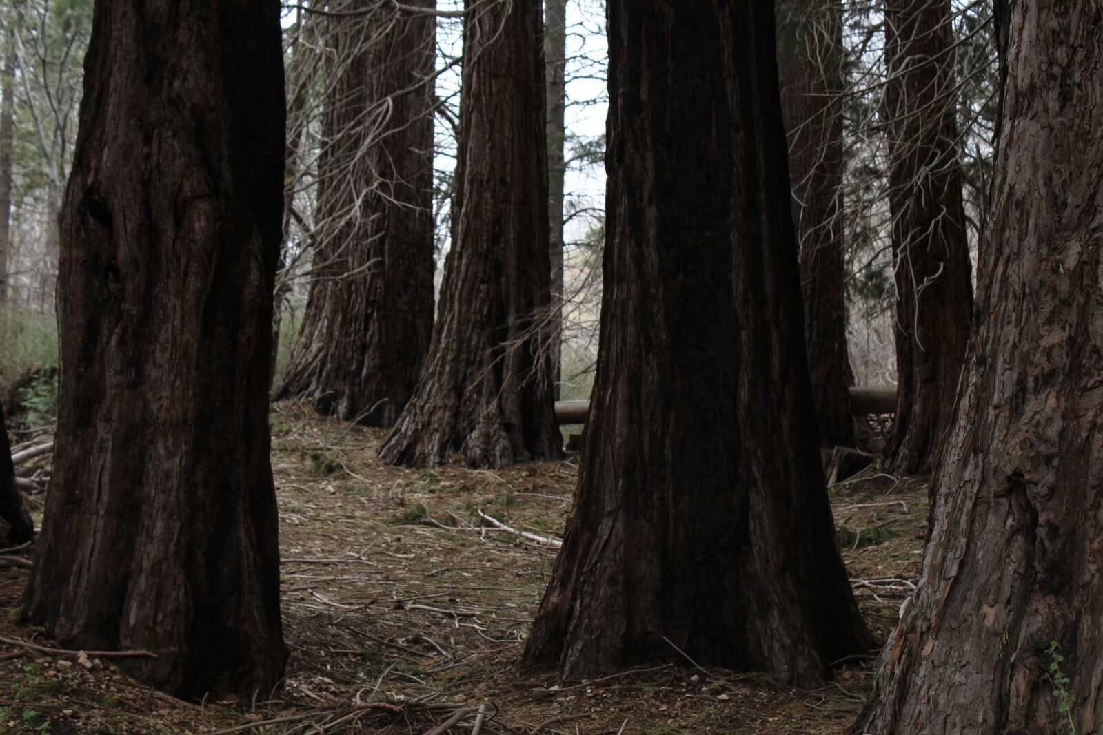 Canon EOS 1300D (EOS Rebel T6 / EOS Kiss X80) sample photo. Trees, tree trunks, nature photography