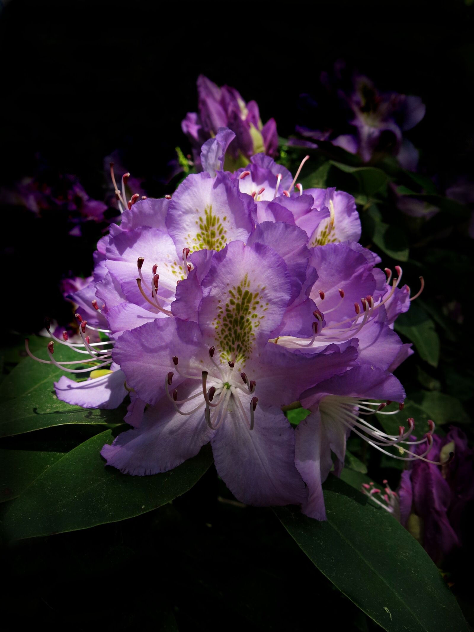 Canon PowerShot G15 sample photo. Rhododendron, rhododendron park, purple photography