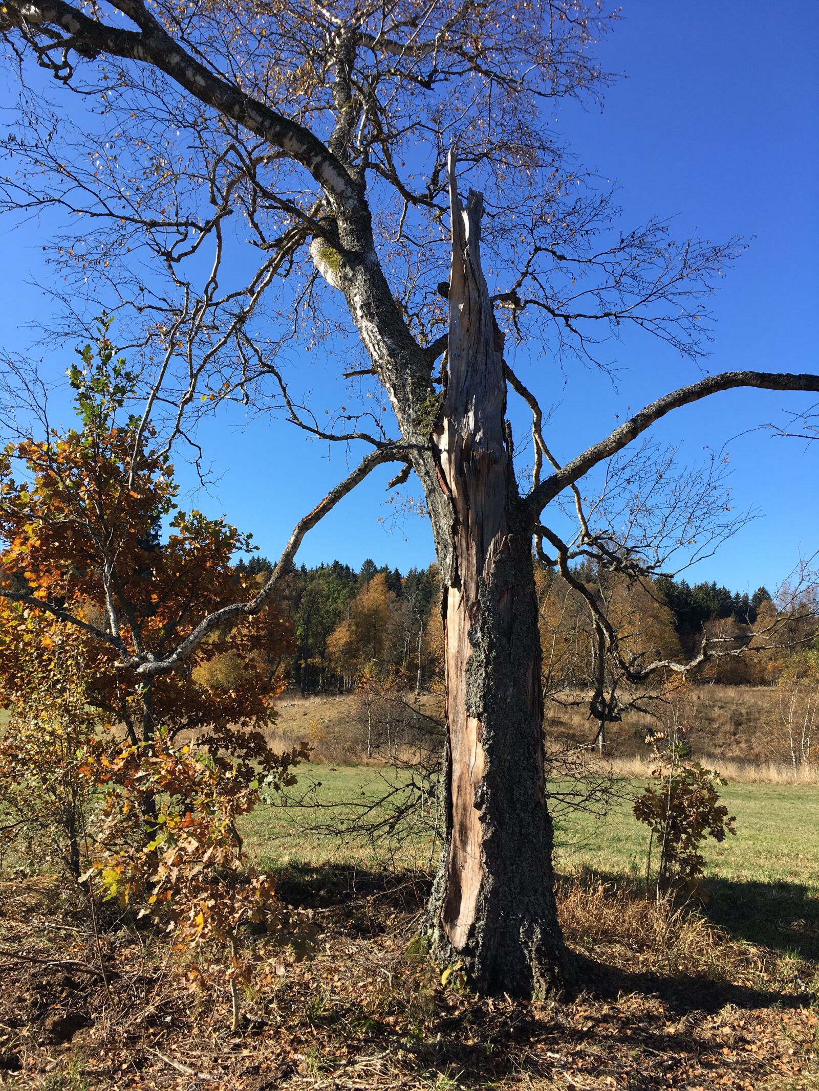 iPhone SE back camera 4.15mm f/2.2 sample photo. Nature, swabian alp, recreation photography